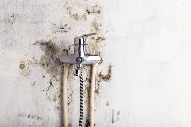 Best Mold Cleaning Services  in Lincoln Park, MI