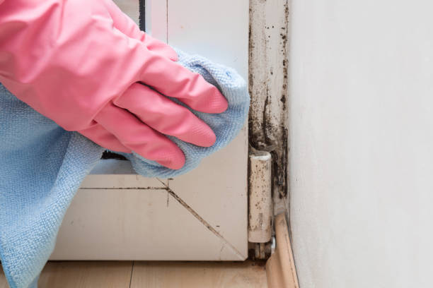 Office Mold Removal Services in Lincoln Park, MI